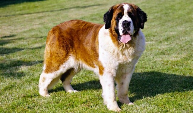 debbie_grice's tweet photo. Will work for treats!
#dogs #dogsofinstagram #doglover #saintbernard #cutedogs #instadog #instapet #DogNeedsBest https://t.co/EMfEK6HRRe