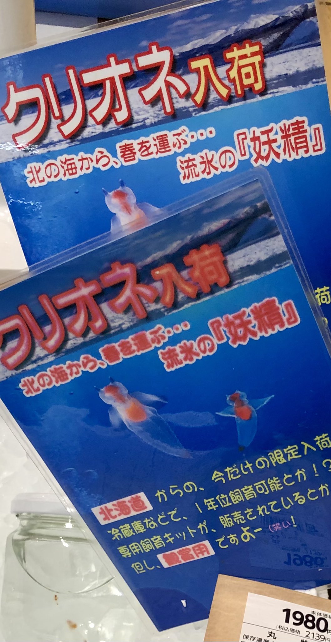 サ道好きー Sadowsky37 Twitter