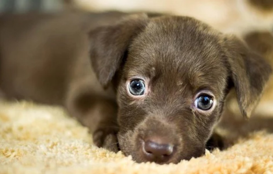 When you give a permanent home and love to an animal in need, you save two lives. 

Yours is one of them.