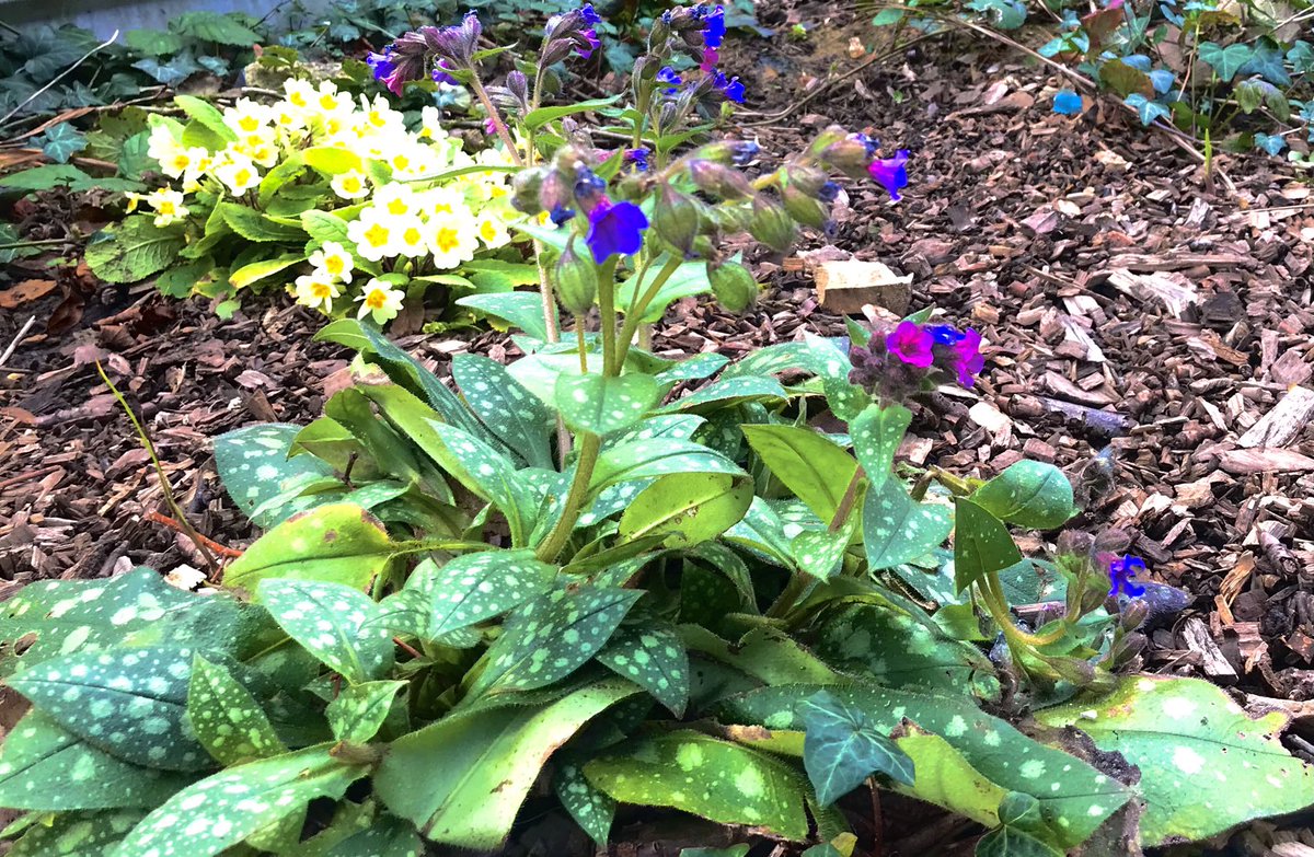 Primroses and pulmonaria Chettle court #crouchend