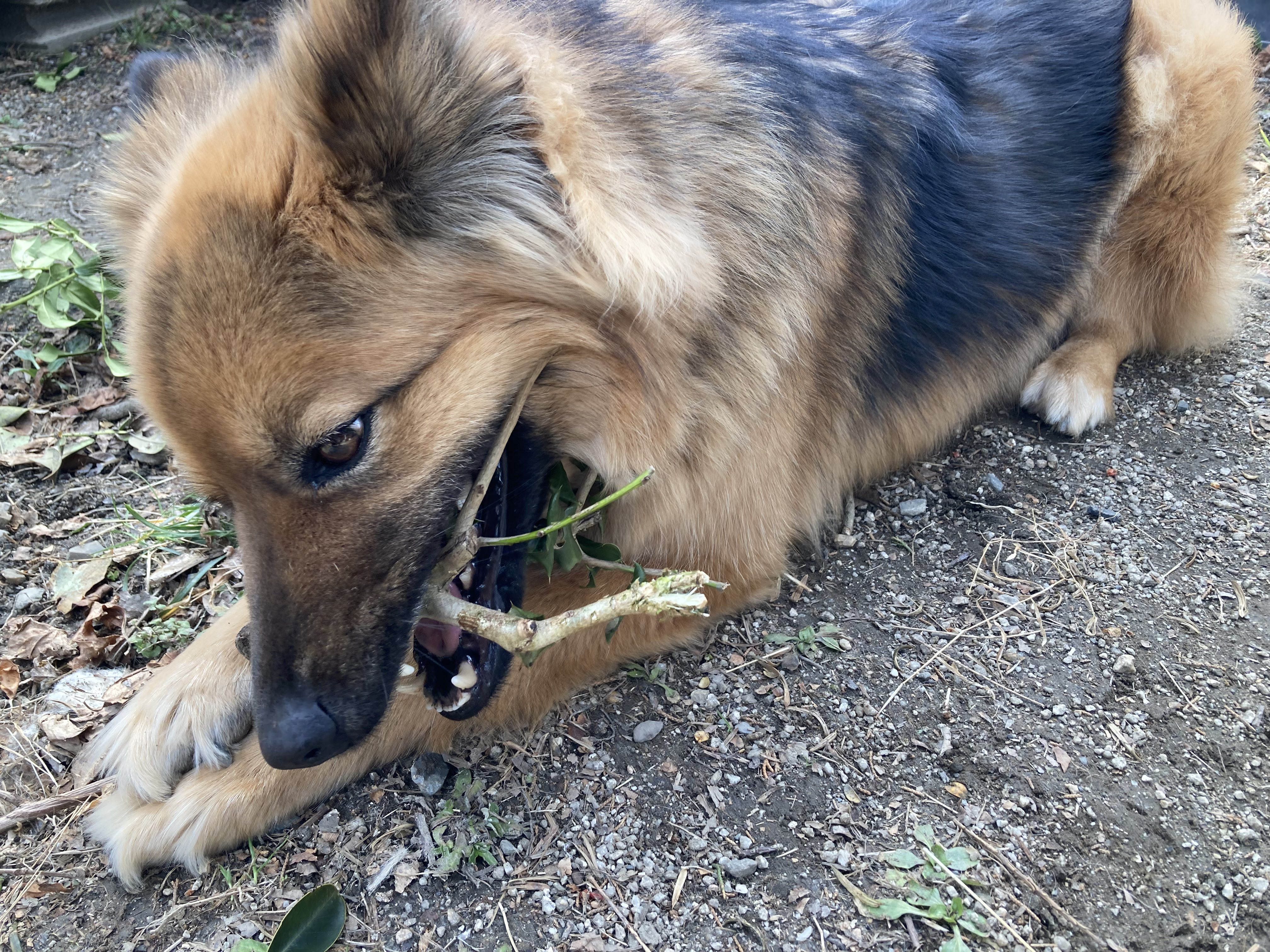 我が家の雑種犬4歳5ヶ月 あまりにもかわいい犬がいつの間にか1 2万いいねを獲得しておりやっぱりかわいいよねその犬その瞬間 撮れた写真見て赤ちゃん って叫んじゃったもん って思いました 頂いた質問の回答です 何が混ざってるか不明雑種