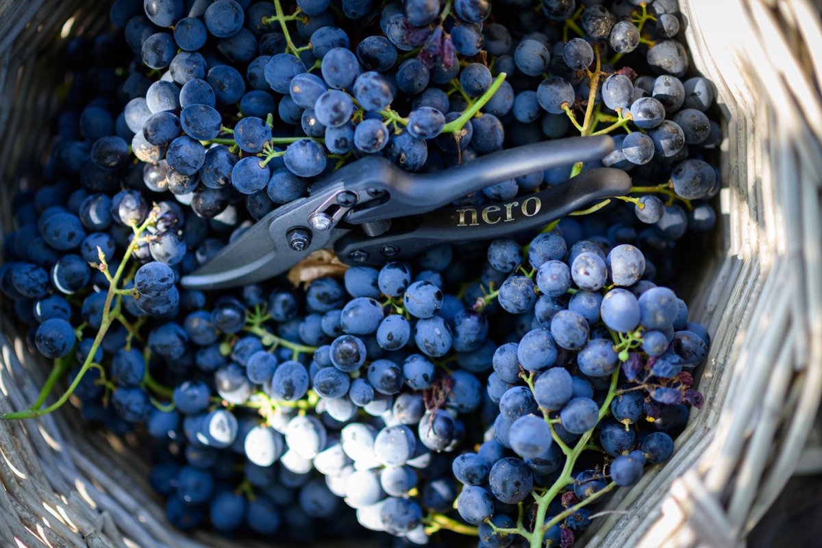 AverageSA_Blog's tweet photo. Family And New Friends Gather To Harvest Nero: https://t.co/XrkHK8V9hx
Petrus & @ThapeloMokoena have their sights set on introducing this special varietal to every corner of Africa and beyond. @neromomentZA
#NeroTime #NeroLifestyle #NeroMoment https://t.co/mqSC6b7Enx