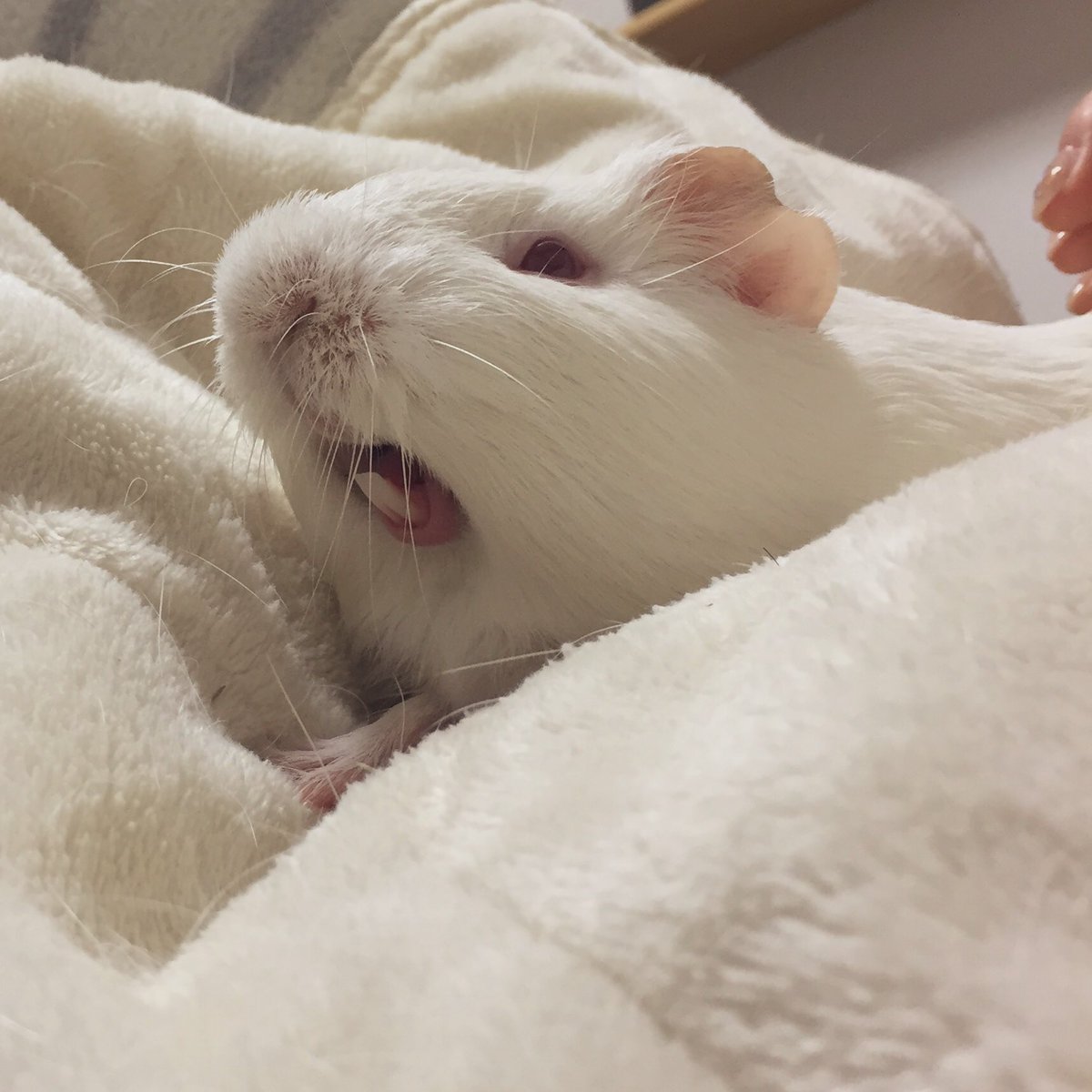 opantweet's tweet photo. 今日はおかゆのおたんじょび
めでたいねー、愛でたいねー https://t.co/eq5APQ5BEF