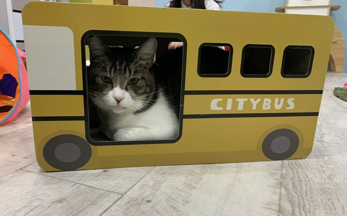 毛玉 高画質 のtwitterイラスト検索結果 古い順