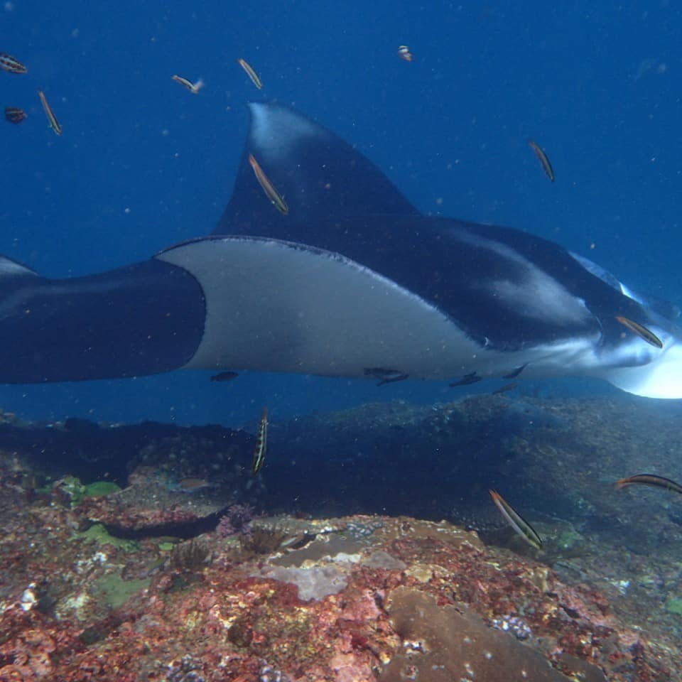 EnaKetut's tweet photo. Come to Bali and see Manta, https://t.co/6W1NxlC3Kb #scubadivetrip #scubadivingadventure #adventures https://t.co/47Z1DGGHWv