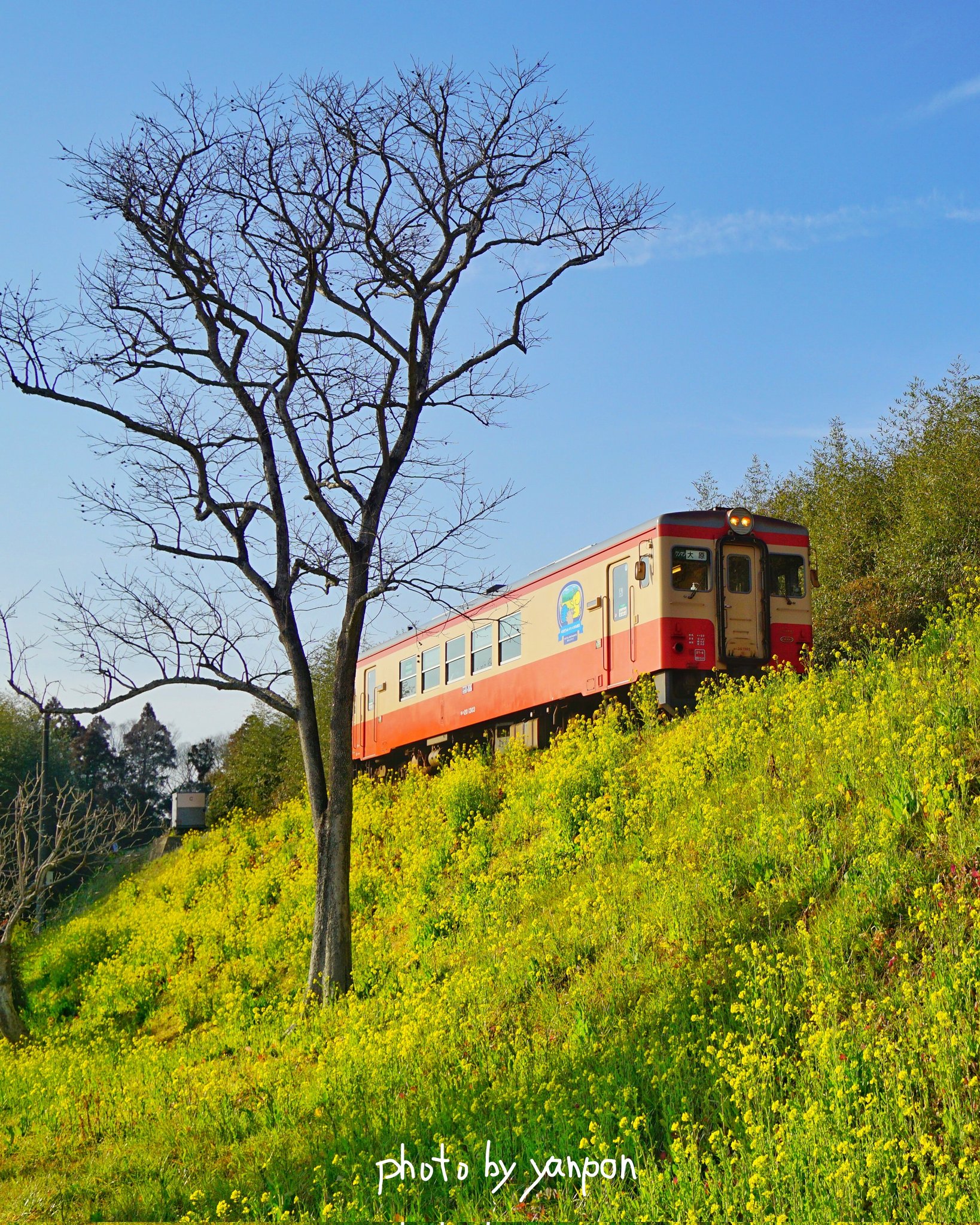 تويتر 房総でハワイ気分 على تويتر いすみ鉄道 大野築堤 菜の花の築堤を行くいすみ鉄道 まだ菜の花は咲き始めって感じだが 久々に来たらやっぱイイね 2309 撮影 房総の絶景 房総 千葉 絶景 いすみ鉄道 菜の花 大野築堤 上総中川 T Co