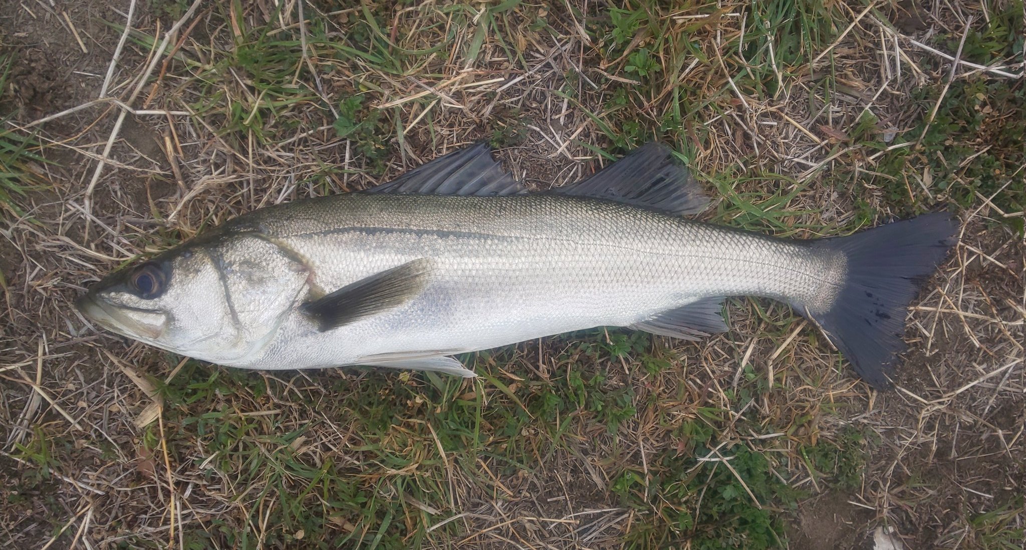 Urumiru Urumiru2 Twitter