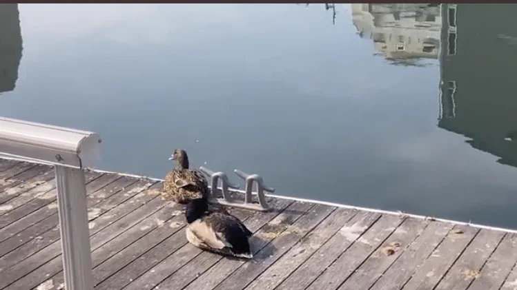 @MtanGM めっちゃビクッとしてるこの子達が良い味出してるwww 
