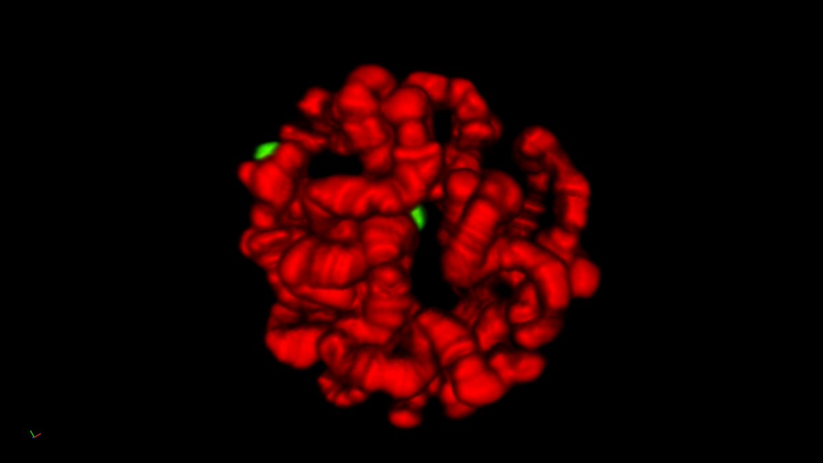 📢New post on FocalPlane

<a href="/DanaLorber/">Dana Lorber</a> from <a href="/TalilaVolk/">talila volk</a> lab wrote a Tools post sharing details of the device they designed for imaging muscle contraction and nuclei dynamics in a live intact Drosophila larva.

focalplane.biologists.com/2022/03/09/ima…