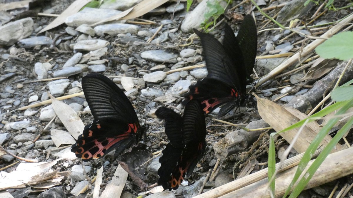 ワタナベアゲハ。台湾固有種。全国の渡辺さんに注目してほしい蝶です