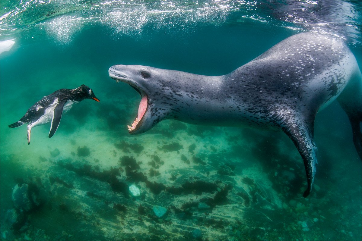 mixdevil66's tweet photo. Winners and dinners: the World #Nature #Photography awards. The overall winning photographer, #AmosNachoum, waited for hours on the remote Antartic island of Plano for the moment at low tide when seals stealthily enter a lagoon.  @wnphotoawards https://t.co/vnOOyNGFWw https://t.co/AY42K4NKpP
