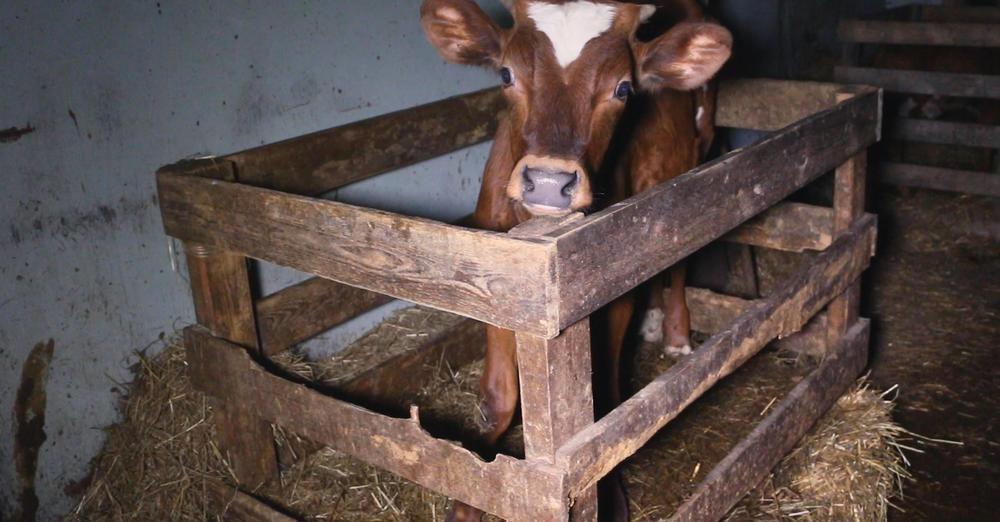 Cinema Orion & Elävän kuvan keskus ELKE ry tweet media