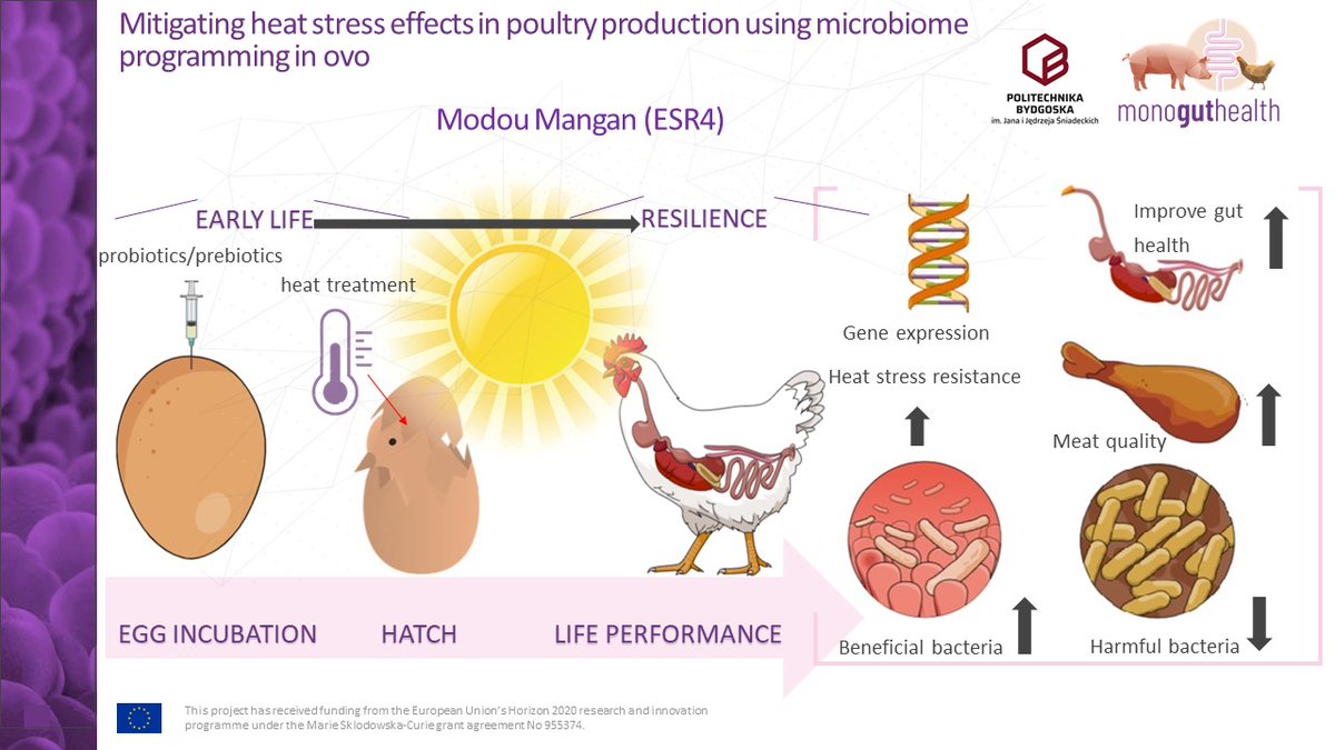 MonoGutHealth's tweet photo. Check out the #VisualAbstract of @ModouMangan1 illustrating his project on nutritional strategies to mitigate the effects of heat stress in #poultry
@Pol_Bydgoska @MSCActions #H2020 #scicomm #heatstress #inovo #guthealth #perinataldevelopment https://t.co/JRSW7wUkww
