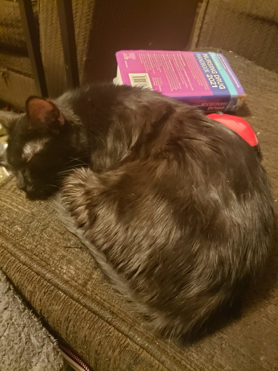 InRescued's tweet photo. Human tried to study for #Nurse School. I blocked the mouse and the drug book. She be #studying to much. #CatsOfTwitter https://t.co/nyZftrRz0O