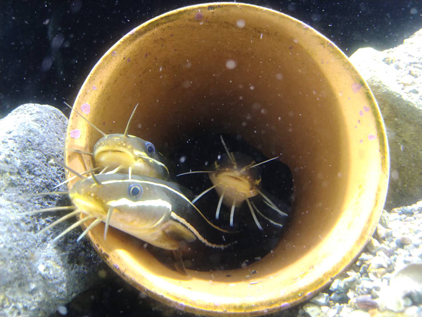 下田海中水族館 ゴンズイのおうちじかん おかえりなさ い ゴンズイ 危険生物 下田海中水族館 下田 伊豆 河津町 南伊豆町 河津桜 コツメカワウソ 動物 動画 Animal Aquarium おうちじかん T Co Jg9dmcbvga Twitter