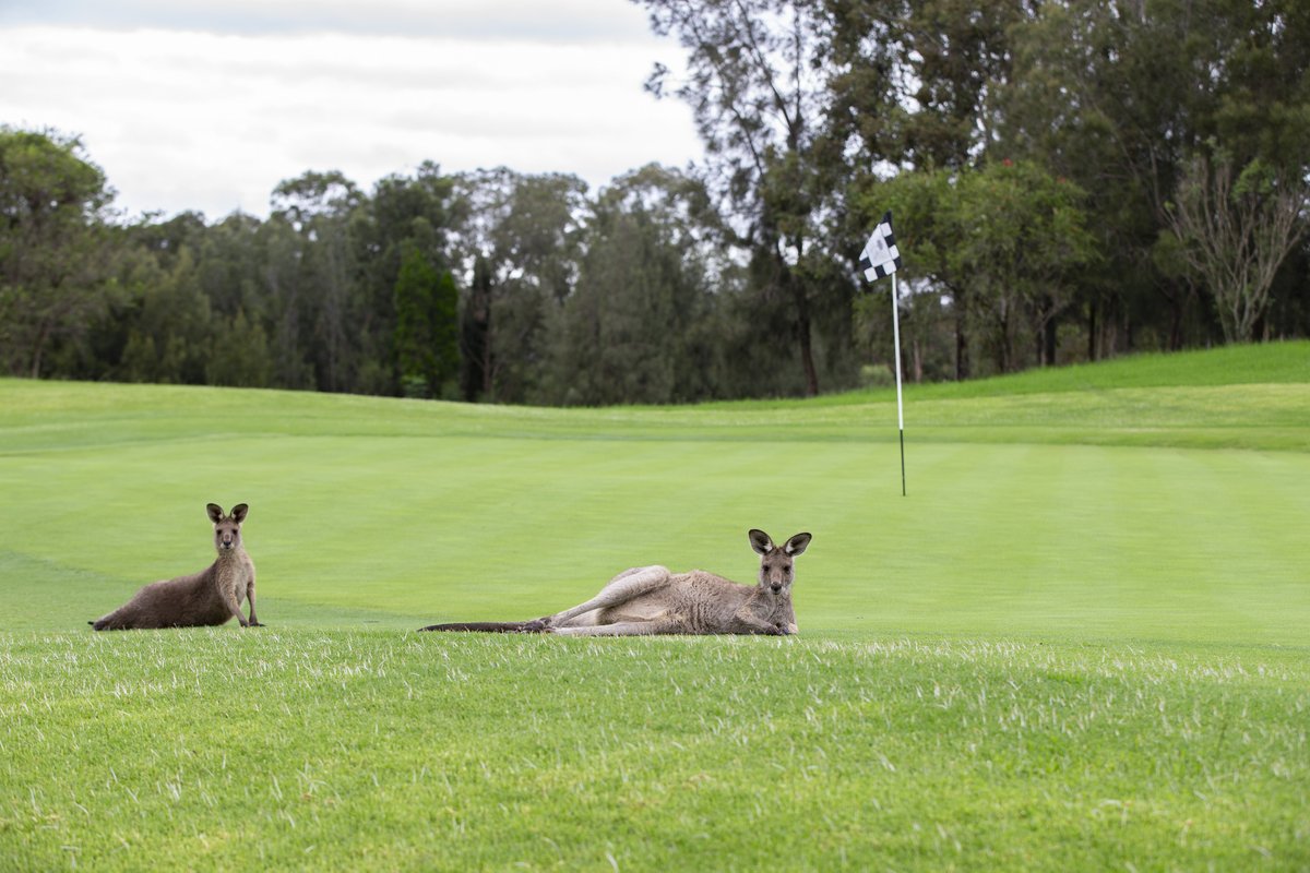PGA of Australia tweet media