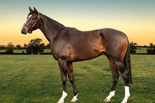 buyanom's tweet photo. 🟠🔵 STALLION IN FOCUS 🟠🔵

💫⭐️ A nomination to the exciting young sire KAMEKO is available ⭐️💫

> The FASTEST 2000 Guineas winner in history

> Gr.1 Winning 2yo

> By Champion Turf Sire KITTENS JOY

> First foals arriving in 2022

@Tweenhills https://t.co/CN3ZhrR9fE