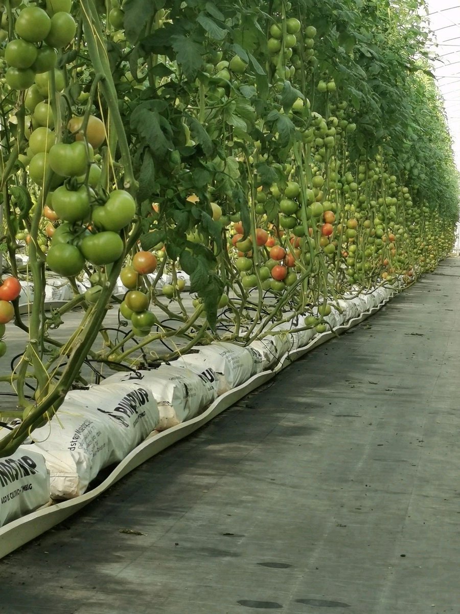 WorldlyHQ's tweet photo. Don't even say the word. It's not GMO, it's called operational excellence. https://t.co/1TxcVCqjOY