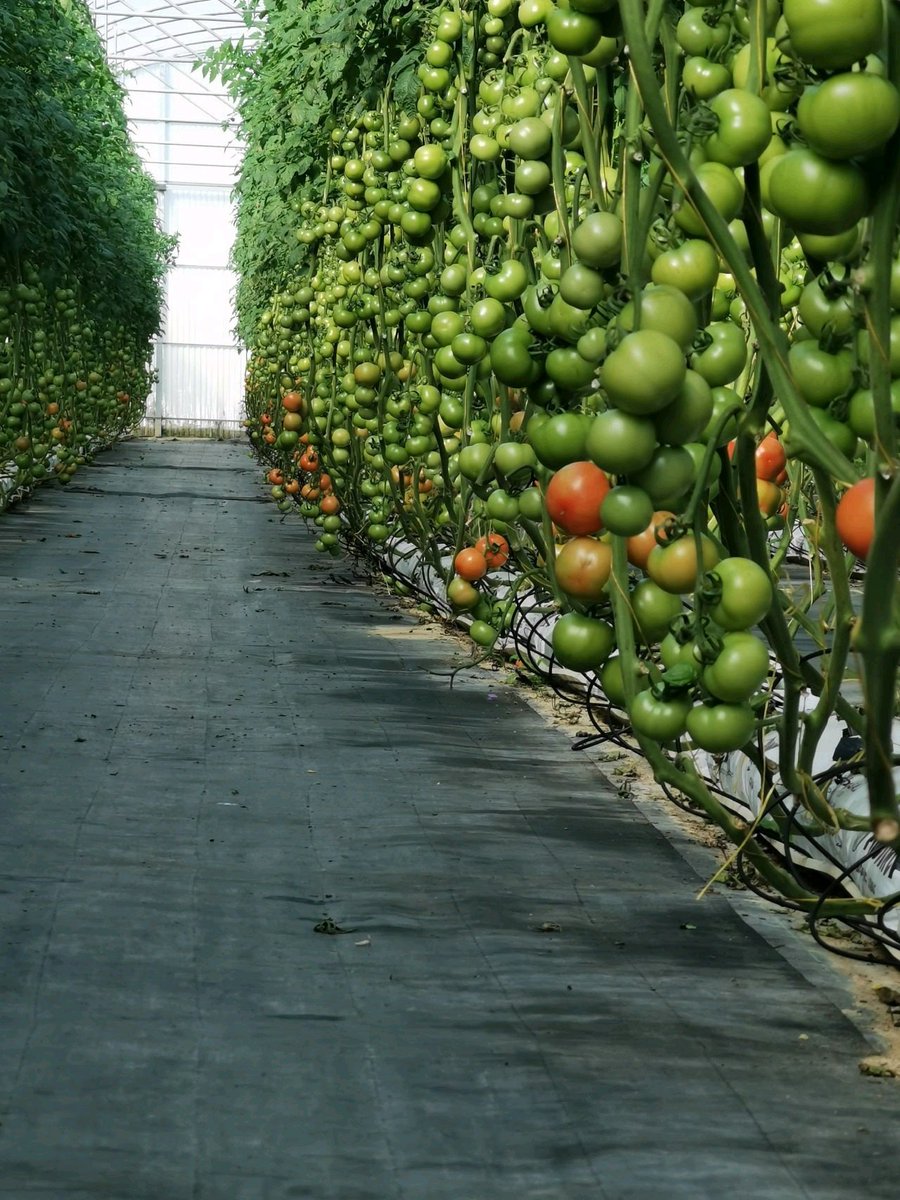 WorldlyHQ's tweet photo. Don't even say the word. It's not GMO, it's called operational excellence. https://t.co/1TxcVCqjOY