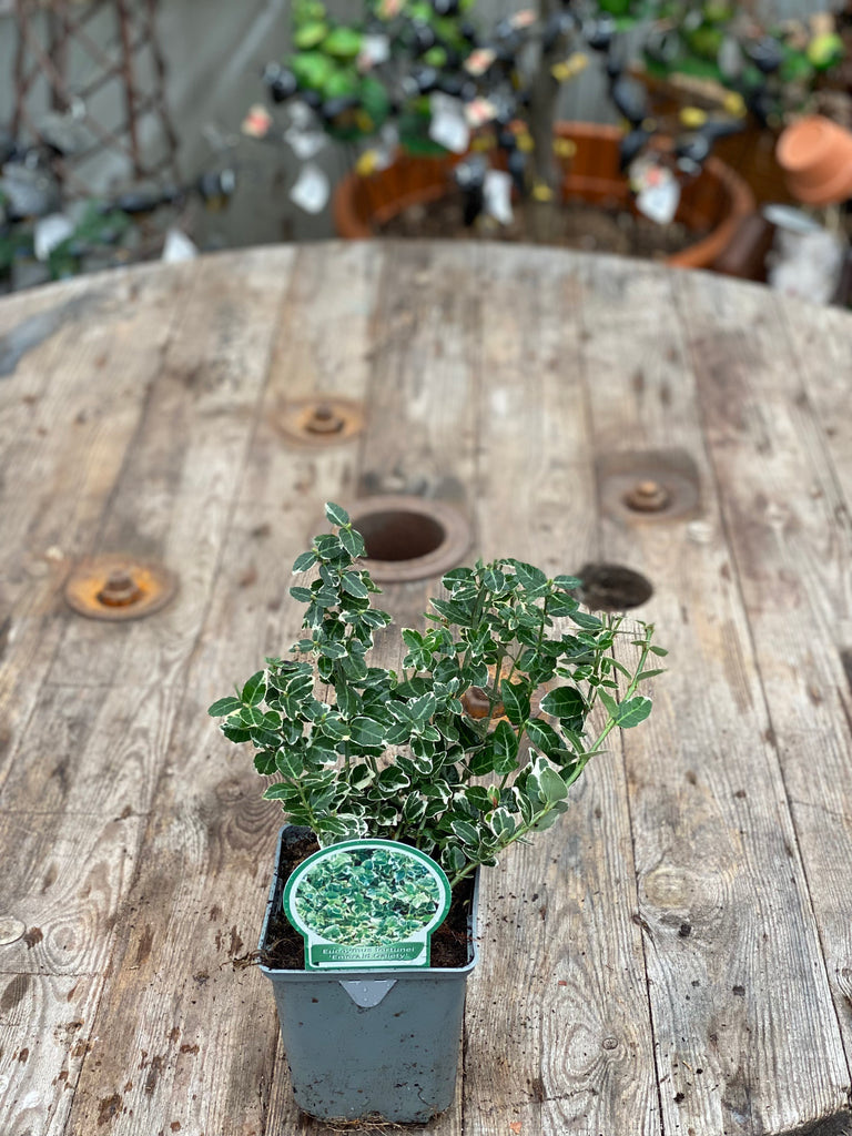 Check out this product 😍 Euonymus fortunei "Emerald Gaiety" - 1 Litre 😍 
by Woolley Moor Nurseries. 
Shop now 👉👉 bit.ly/3IYlG9U