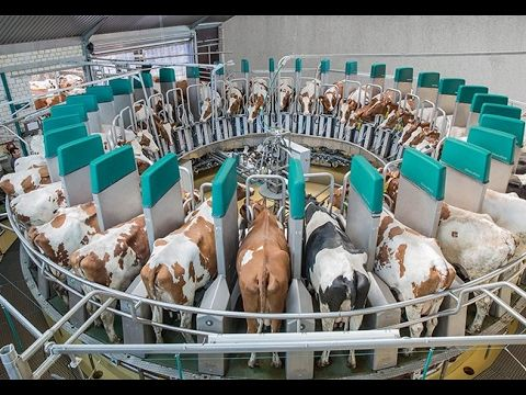 Nowadays, livestock #farming is undoubtedly a money-making business, both on a large scale and a small scale.
What you need is skills, capital, and a market.