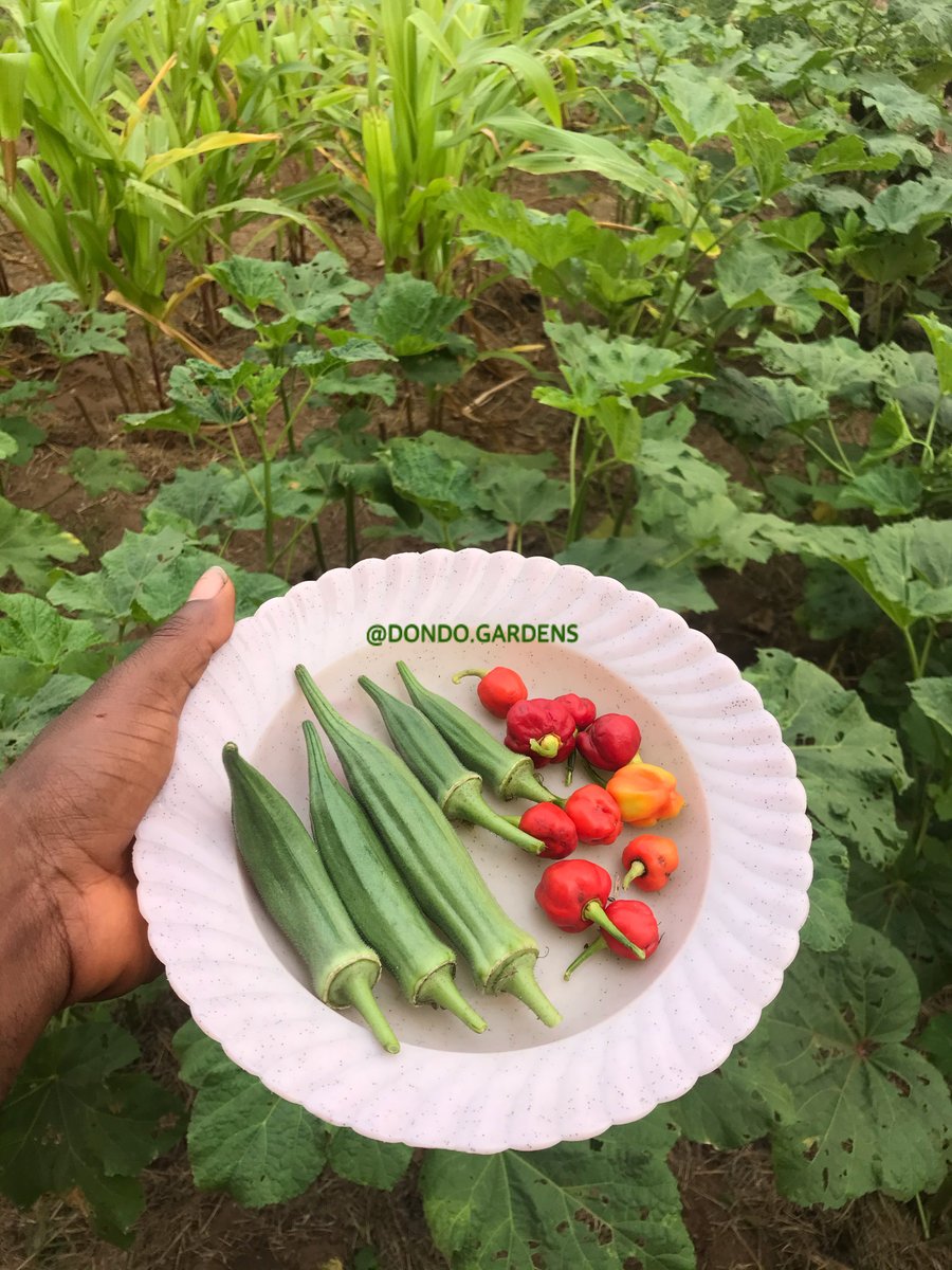 dondo_gardens's tweet photo. Better mood, healthier eating and some money saved. Home #Gardening provides all these. Don't waste space! Grow what you love to eat. https://t.co/oUXzu7kmE7