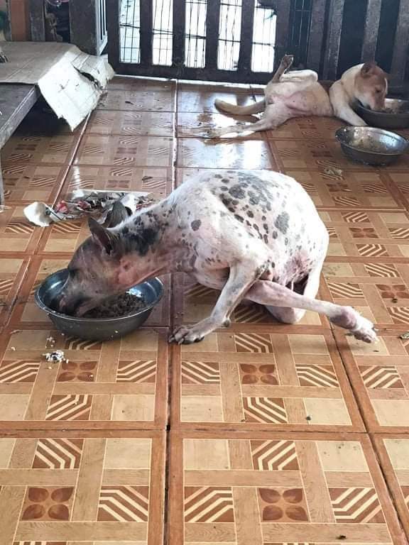 Born_For_SUGA's tweet photo. Birthday Project 1 : As For SUGA's 30th Birthday, Myanmar ARMY Donated 150000MMK ( 100 USD ) to the "Golden Heart Animals Rescue YGN, Myanmar"by the name of "BTS SUGA"

🖇️Here is the Facebook link 

https://t.co/XeM3xBBzmk https://t.co/vHaSZM8xSd
