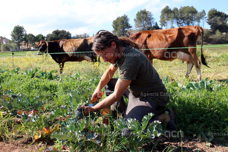 ACNpenedes's tweet image. Joves ramaders volen reintroduir vaques lleteres a l'#Anoia. La industrialització i la crisi del sector ha fet tancar totes les granges de #llet de la comarca #Ecomercaderet ow.ly/PoOf30scVjU