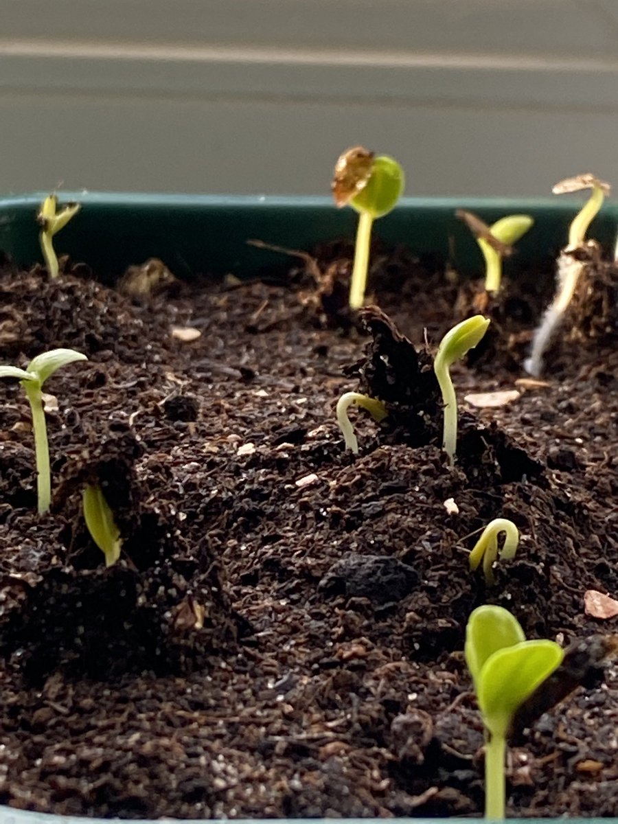OurPlot23's tweet image. Day 9 of #mymonthontheplot and today the them is ‘emerging’ these little Zinnia seed babies look like they are stretching and waking up from their bed this morning! 
#mymonthontheplot #grow #zinniasofinstagram #zinnias #allotmentflowers #allotmentlife #allotment #allotments
