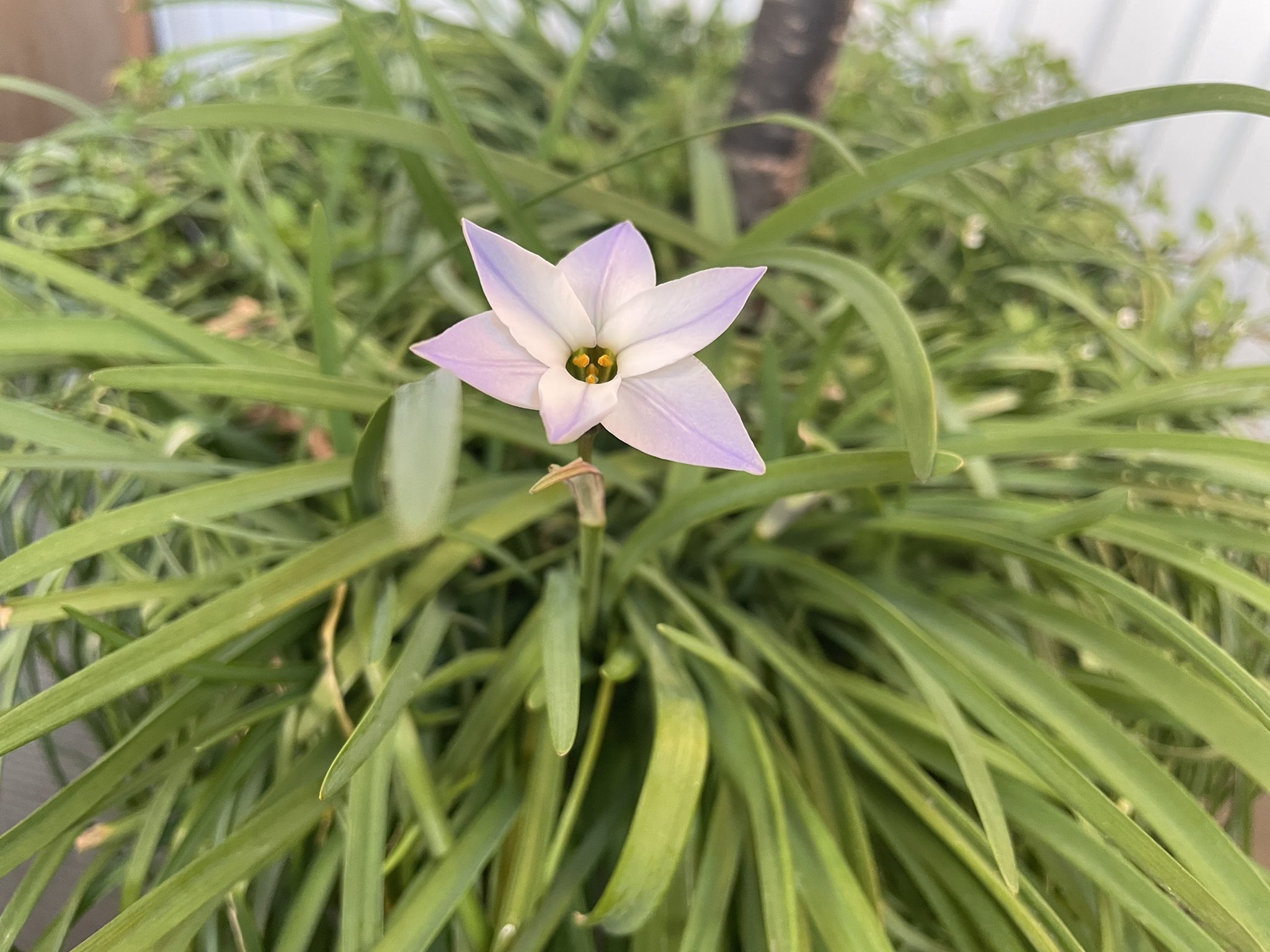 むげんびっと2 0 亡くなった母が育てていたさくらんぼの木の根元に植えられてた植物が 一体何な のか分からずとりあえず毎日水やりしてたんですが 今日花を咲かせました 小さくて綺麗な花です 名前はなんでしょうか T Co Qlrwvhvf5h Twitter