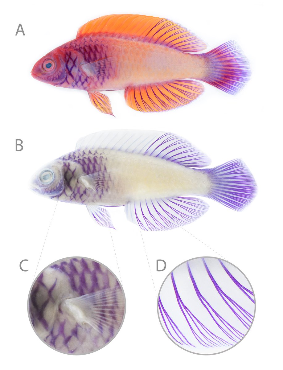 MMRI_Maldives's tweet photo. Say hi to Cirrhilabrus finifenmaa (Rose-veiled fairy wrasse), named after the🇲🇻National flower, the Pink rose! One of the first species to be named in Dhivehi, our local language
📷@FishGuyKai 📷@CoralReefFish @FishMcFishyface 📷@bappunajeeb 
https://t.co/tOcr28OvPF
#NewFishAlert https://t.co/SExP7PiX3Z