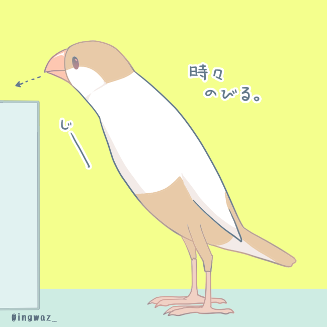 「時々伸縮する文鳥さん。

#Buncho #javasparrow #文鳥 」|文/ 新木南生のイラスト