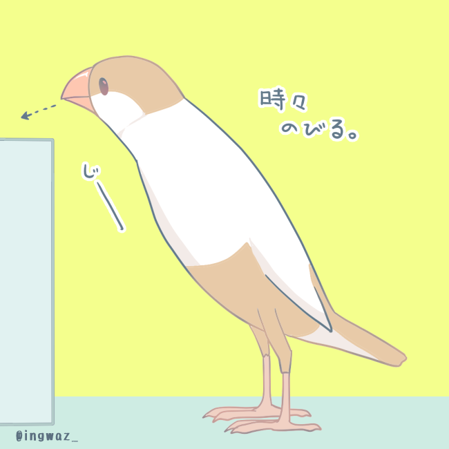 「文鳥」のTwitter画像/イラスト(新着))