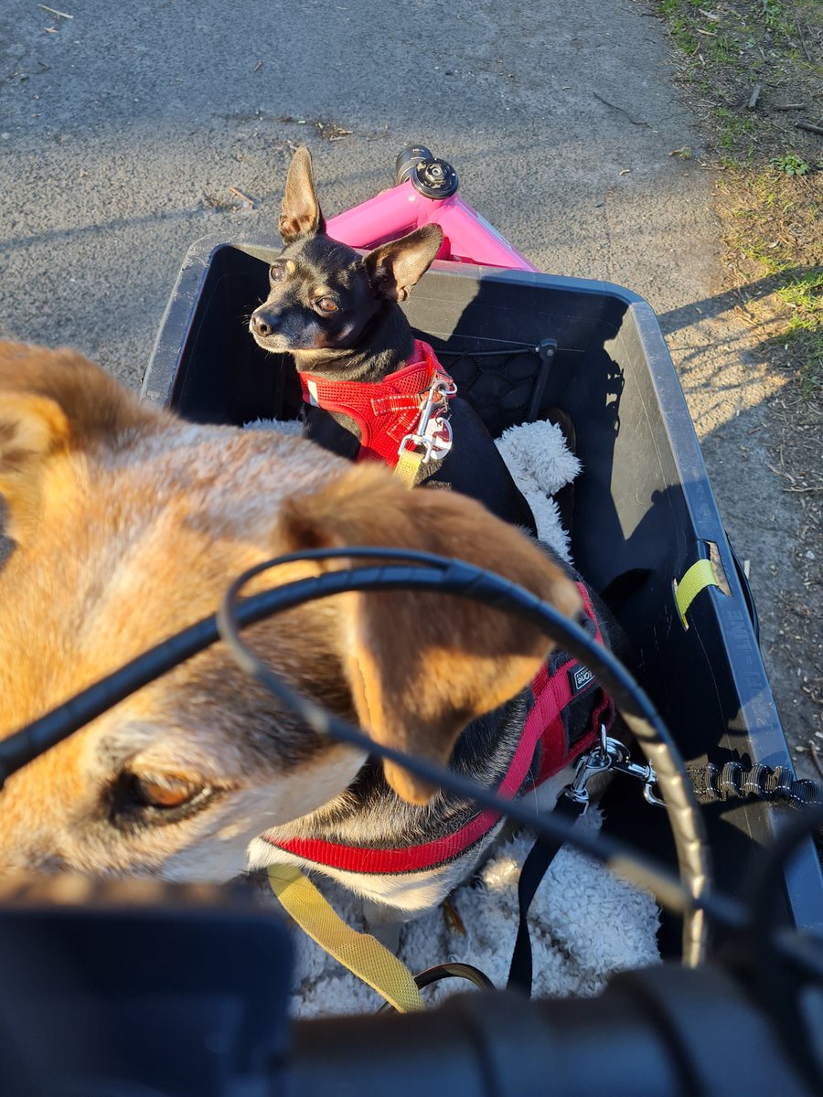 Erster Ausflug mit beiden Hundis vorne im #Bullitt.
🥰