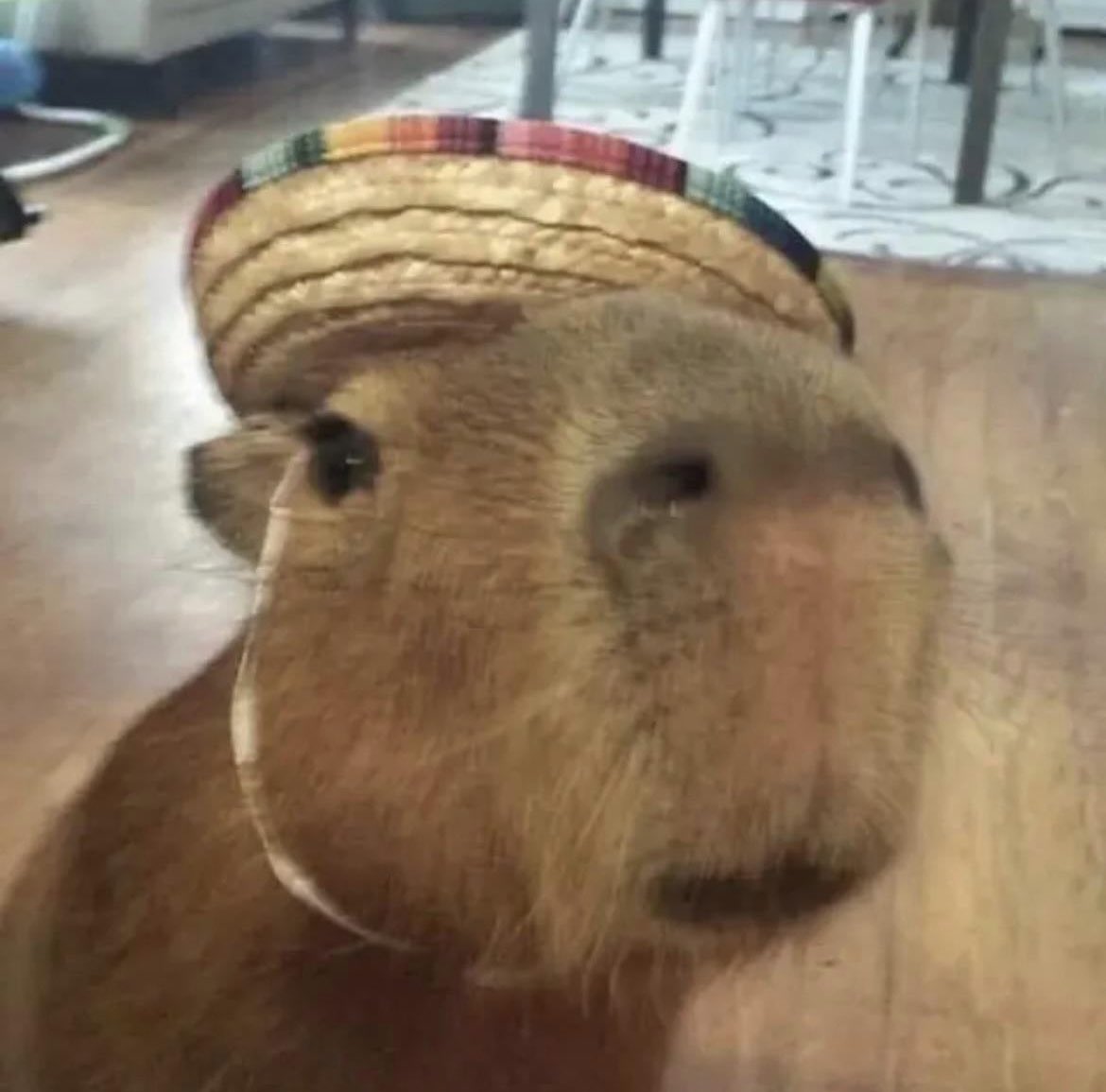 Capybaras tweet media