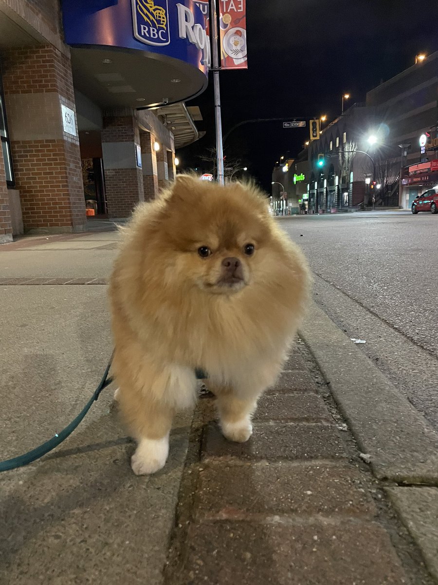 coffeeandbagels's tweet photo. My dude quits half way through his walks wayyyyyy too often. #pomreport #uptown #newwest https://t.co/39ReRxzO7C
