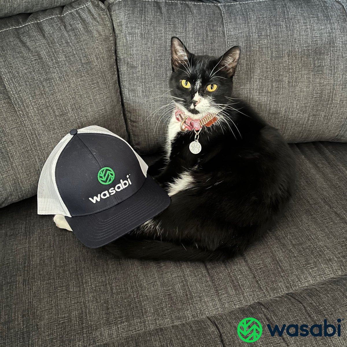 wasabi_cloud's tweet photo. Happy Wasabi Pet Wednesday! Show our furry friends at Wasabi some love!💚🐱🐶 

#Pets #PetPost #CompanyPets #PeetPosts #PetFeature https://t.co/FfgpseNm1T