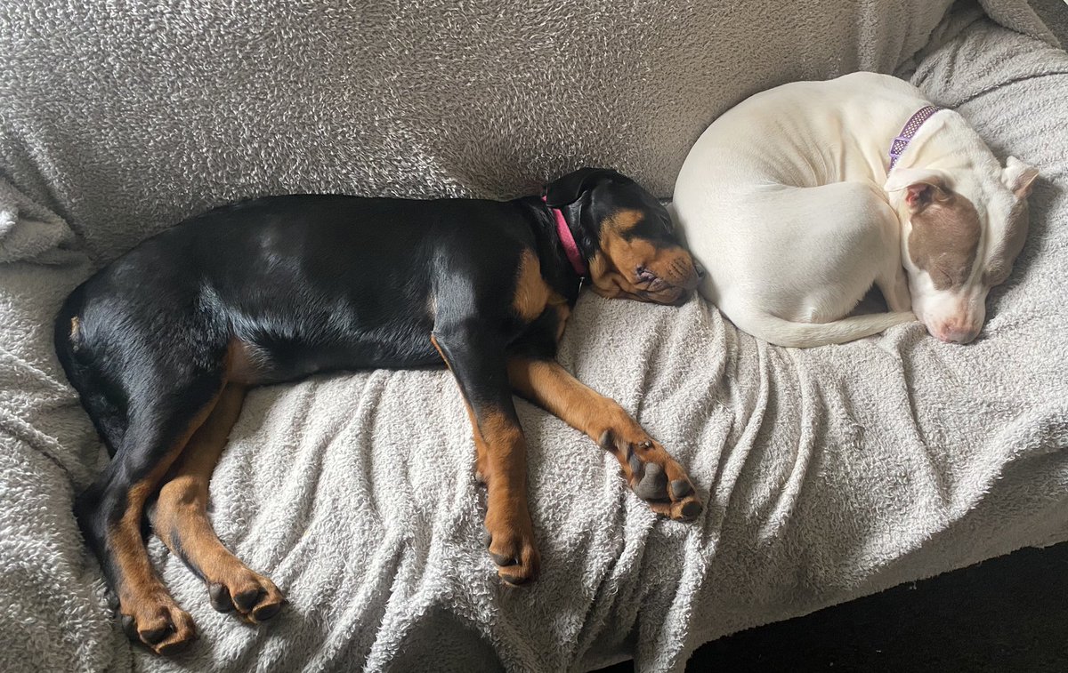 beckiewatts82's tweet photo. Snoozing pooches after listening to Ed Sheeran/Taylor swift on @gregjames breakfast show https://t.co/SnxIT3KjMR