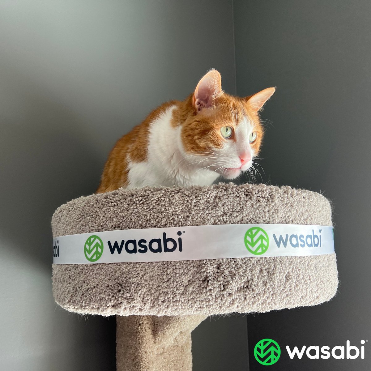 wasabi_cloud's tweet photo. Happy Wasabi Pet Wednesday! Show our furry friends at Wasabi some love!💚🐱🐶 

#Pets #PetPost #CompanyPets #PeetPosts #PetFeature https://t.co/FfgpseNm1T