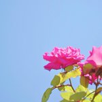 ツイートに含まれる画像