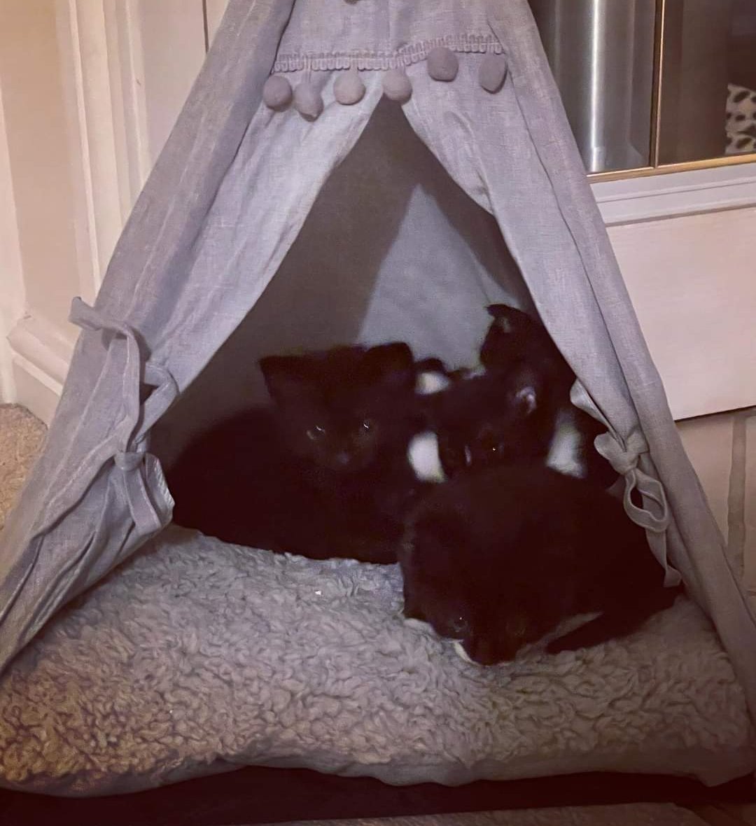 It's that time of the week, Wigwam Wednesday! #KittensOfTwitter #adoptdontshop #supportlocalrescue