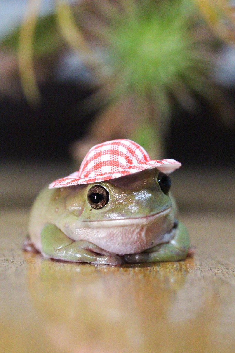 よへ まさかの大バズりカエル 花子 まさかあんなに話題になるとはねぇ もちろん俺は可愛いと思ってるけど みんなにも可愛いさ伝わったんだねぇ そういえばこの時の帽子は投げなかったな こっちは気に入ったのか笑 T Co Bumk5iulbc Twitter