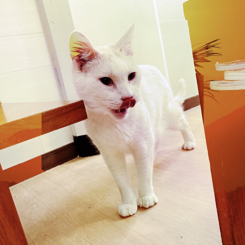 obi_wan_eclipse's tweet photo. Watch my tongue, please. #猫式 #cat #ShotoniPhone #Hipstamatic #Aatto #Combo2X https://t.co/UYRE4G4fyY