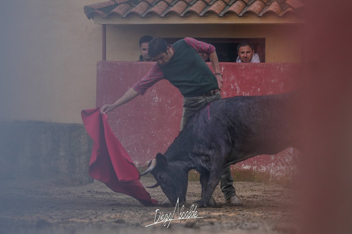 DIEGOALCALDE1's tweet photo. Buenos días. Tardes de entrenamiento del maestro @InfoMAPerera en casa de Don @victorinotoros para sus próximos compromisos como es el de Castellón y Sevilla con los grises de la A.
@DIEGOALCALDE1 #elreydeladehesa #lastiesas #cardenas #tentadero https://t.co/2V07TwqzjB
