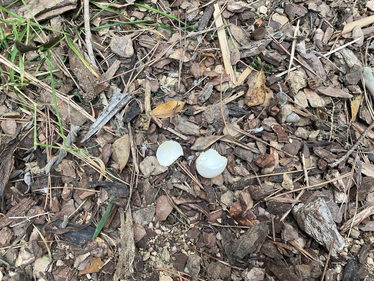 boscturull's tweet photo. Aquest matí hem trobat el primer ou eclosionat de la temporada al #BoscTurull 🥚🌱senyal que la primavera cada cop està més a prop!🌼
Algú ens podria ajudar a descobrir de quin animal deu ser?
🌳#CalendariNaturalVallcarca 🌳 https://t.co/sISGnrR6xx