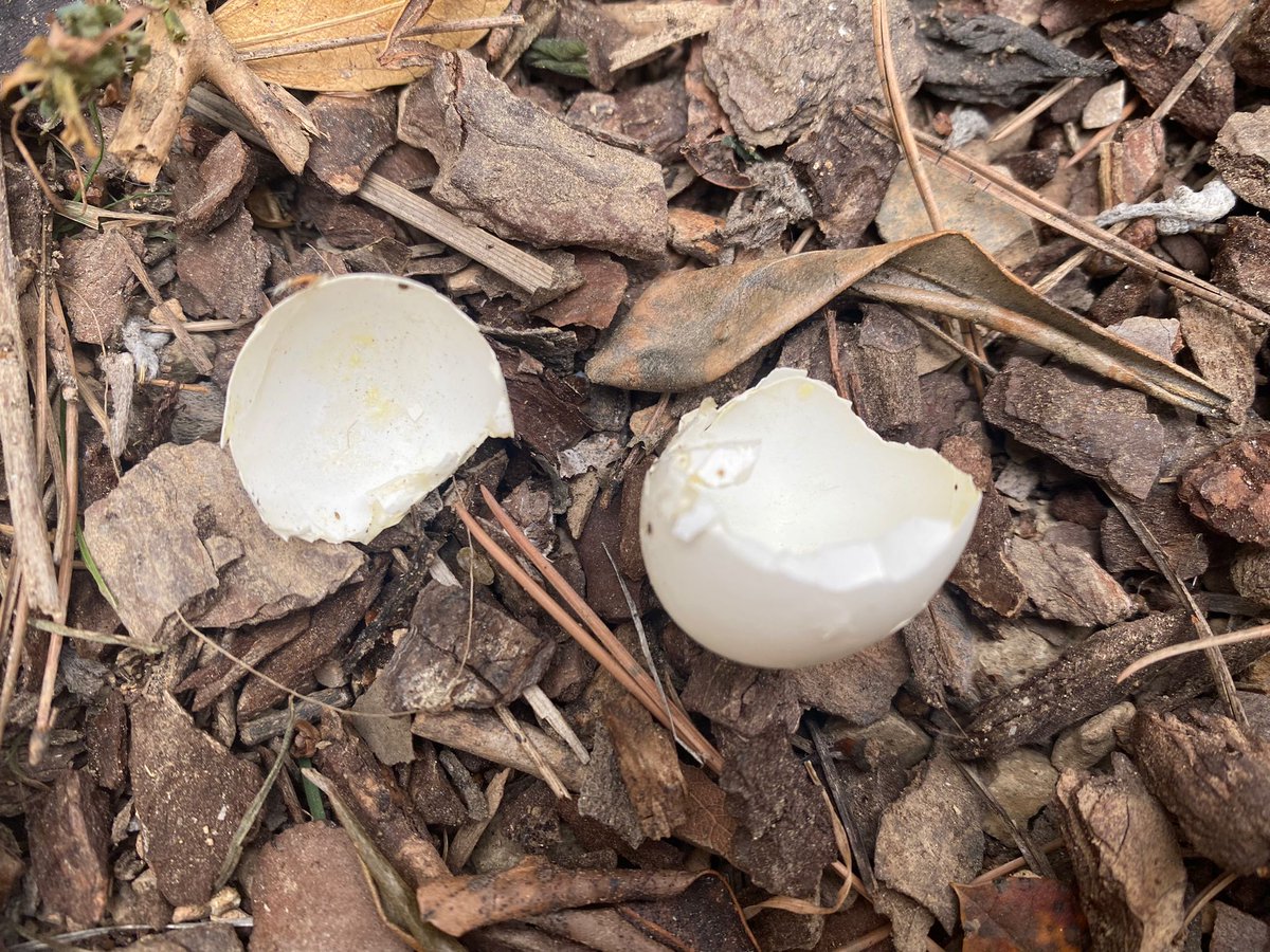 boscturull's tweet photo. Aquest matí hem trobat el primer ou eclosionat de la temporada al #BoscTurull 🥚🌱senyal que la primavera cada cop està més a prop!🌼
Algú ens podria ajudar a descobrir de quin animal deu ser?
🌳#CalendariNaturalVallcarca 🌳 https://t.co/sISGnrR6xx