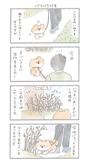 すごい発見をした柴犬さん#こんにちはいぬです 