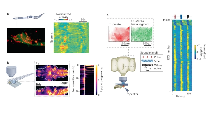 Nature Reviews Physics (@natrevphys) on Twitter photo Review: Imaging whole-brain activity to understand behaviour. <a href="/alin1194/">Albert Lin</a>, <a href="/dwitvliet/">Daniel Witvliet</a>, <a href="/LuisHN20/">Luis Hernandez-Nunez, PhD</a>, <a href="/scott_linderman/">Scott Linderman</a>, Aravinthan D T Samuel & Vivek Venkatachalam review experimental & theoretical methods and the opportunities for physics to contribute
rdcu.be/cIBob Review: Imaging whole-brain activity to understand behaviour. <a href="/alin1194/">Albert Lin</a>, <a href="/dwitvliet/">Daniel Witvliet</a>, <a href="/LuisHN20/">Luis Hernandez-Nunez, PhD</a>, <a href="/scott_linderman/">Scott Linderman</a>, Aravinthan D T Samuel & Vivek Venkatachalam review experimental & theoretical methods and the opportunities for physics to contribute
rdcu.be/cIBob