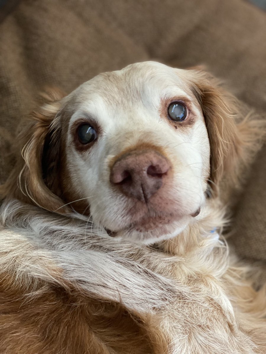 SpanielsSuper's tweet photo. @ReyesSolares1 @bigstu1964 I’m the best everything- and absolutely the best Ronnie, ever in the history of the world 🤗 I’m a glorious, wonderful boy who loves everyone #ModestToo #HappyRonnie #GoodBoy https://t.co/QKzWBo4sIM