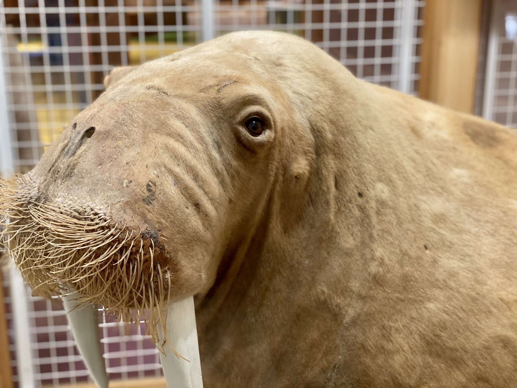 つぶやきおハミ 特別展の宝石展を鑑賞後 地球館に 3階で出会ったこの子 かわいい でも 剥製なんだと思い ちょっと切なくなった E 科博 T Co Fwapcexvhu Twitter